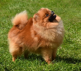 Jaffa Doreen Pom (2)