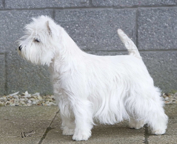 Westie34Web