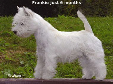 Frankie Harrogate6mths